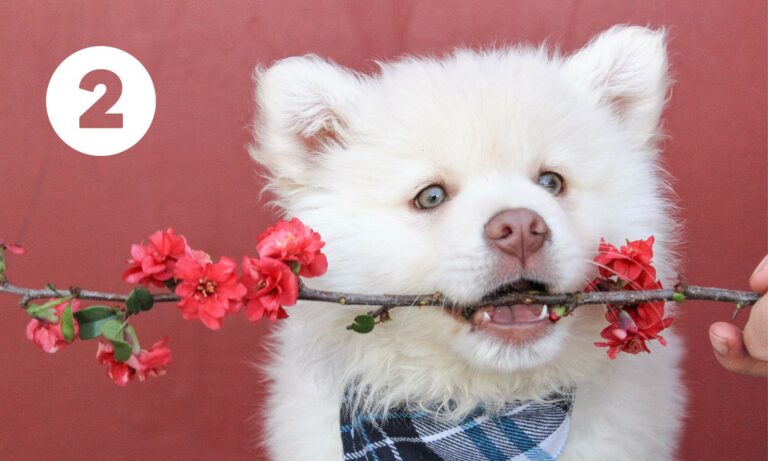 Bílé roztomilé štěně drží v pusince rozkvetlou větvičku. Je to chytré štěně!