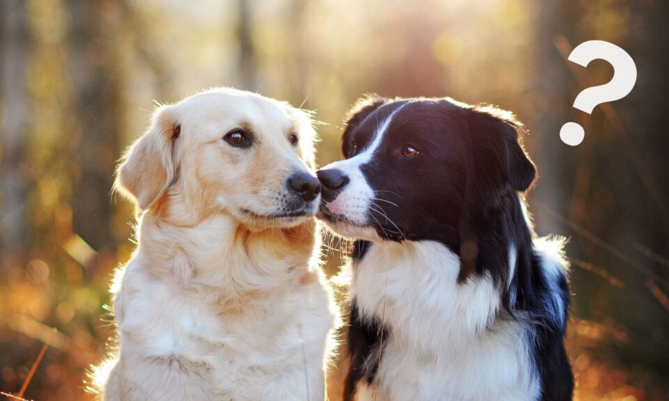 Tito dva psi se mají rádi, protože se seznámili správným způsobem.