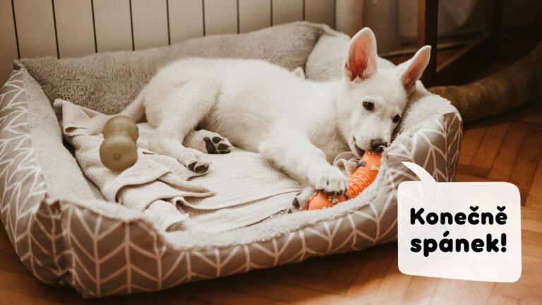 Štěně bílého švýcarského ovčáka odpočívá v pelíšku. Štěně potřebuje denní režim.