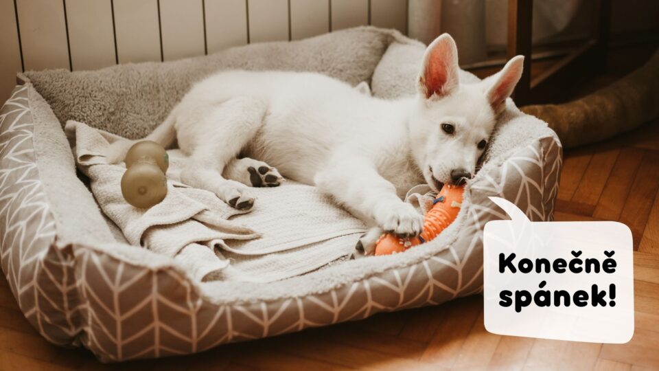 Štěně bílého švýcarského ovčáka odpočívá v pelíšku. Štěně potřebuje denní režim.