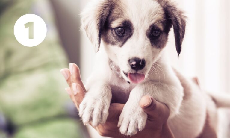 Množírny produkují nekvalitní, chorá a psychicky labilní štěňata. Povíme si, jak množírnu a štěně z množírny poznat.