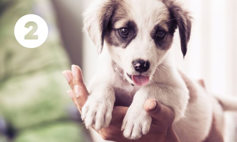 Množírny produkují nekvalitní, chorá a psychicky labilní štěňata. Povíme si, jak množírnu a štěně z množírny poznat.