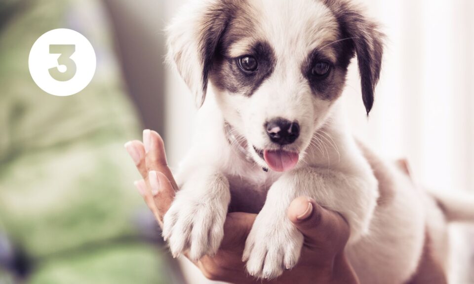 Množírny produkují nekvalitní, chorá a psychicky labilní štěňata. Povíme si, jak množírnu a štěně z množírny poznat.
