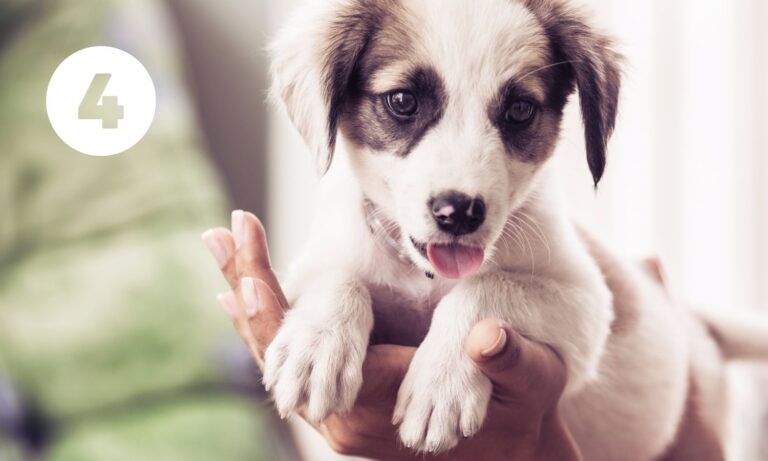 Množírny produkují nekvalitní, chorá a psychicky labilní štěňata. Povíme si, jak množírnu a štěně z množírny poznat.