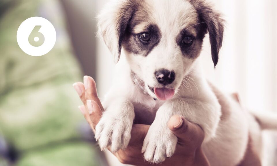 Množírny produkují nekvalitní, chorá a psychicky labilní štěňata. Povíme si, jak množírnu a štěně z množírny poznat.