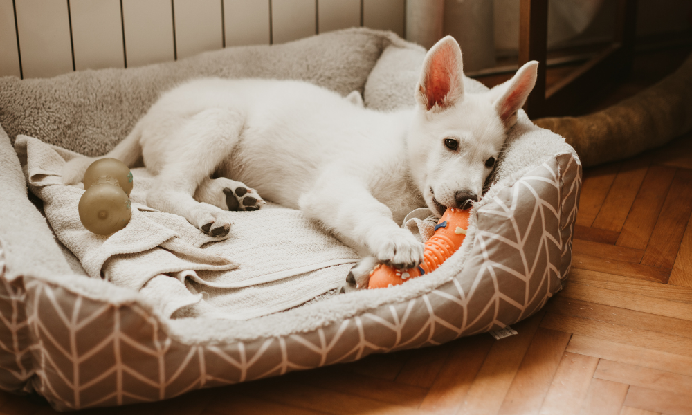 Štěně bílého švýcarského ovčáka leží v pelíšku a hraje si s hračkou. Je unavené a je čas jít spát.