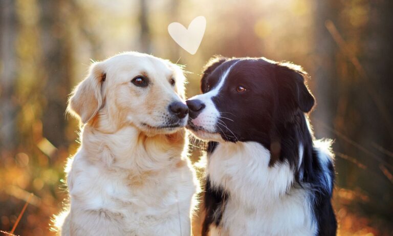 Tito dva psi se mají rádi, protože jsme je seznámili správně.