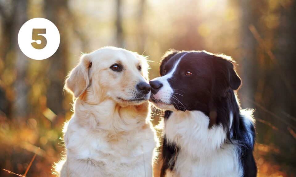 Tito dva psi se mají rádi, protože se seznámili správným způsobem.