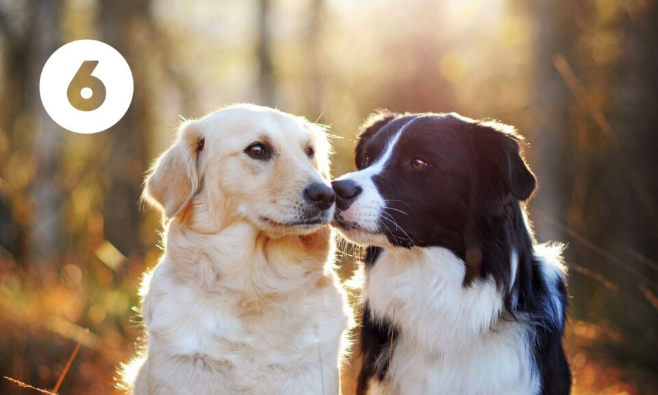 Tito dva psi se mají rádi, protože se seznámili správným způsobem.