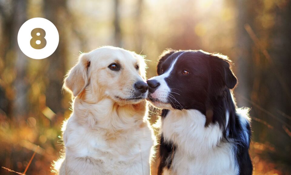 Tito dva psi se mají rádi, protože se seznámili správným způsobem.