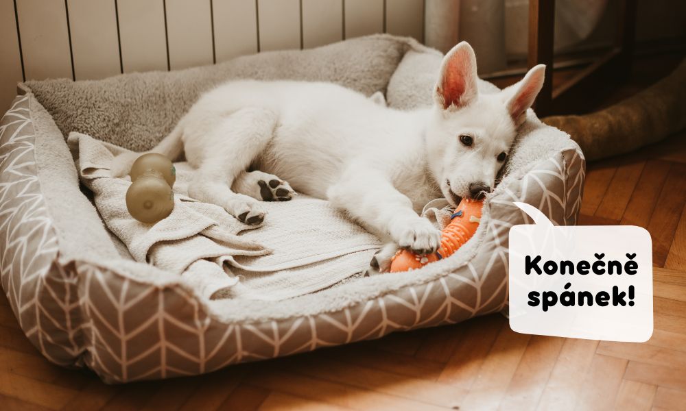 Štěně bílého švýcarského ovčáka leží v pelíšku a hraje si s hračkou. Je unavené a je čas jít spát.