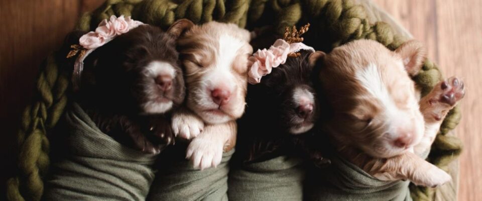 Krásná malá štěňátka borderkolie, věk 2 týdny.